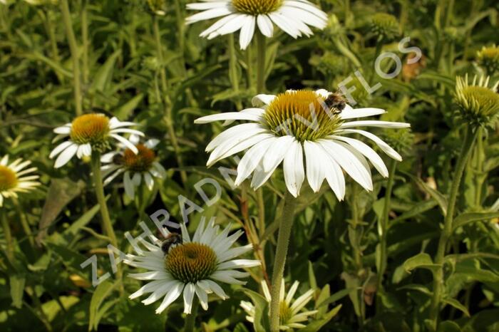 Třapatkovka nachová 'Prairie Splendor Compact White' - Echinacea purpurea 'Prairie Splendor Compact White'