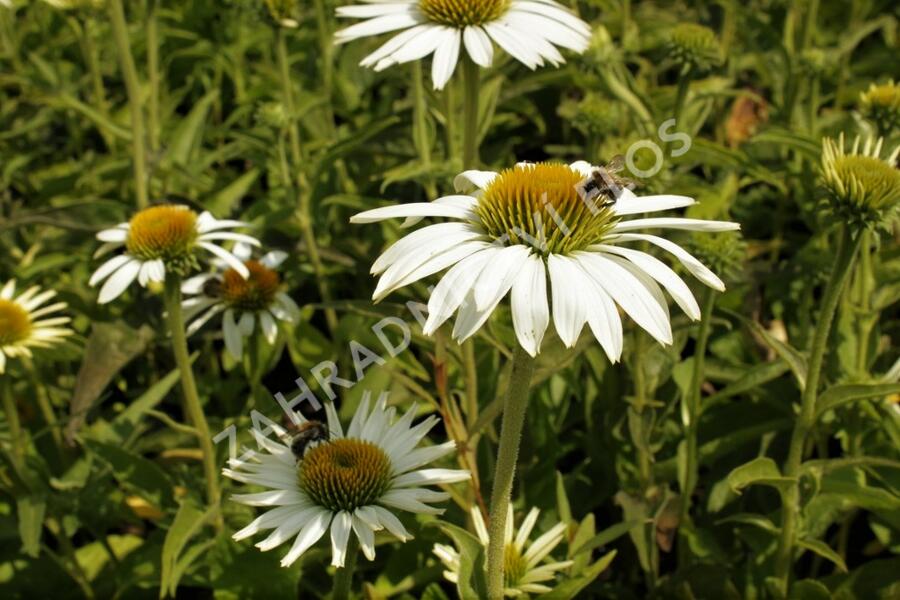 Třapatkovka nachová 'Prairie Splendor Compact White' - Echinacea purpurea 'Prairie Splendor Compact White'