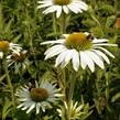 Třapatkovka nachová 'Prairie Splendor Compact White' - Echinacea purpurea 'Prairie Splendor Compact White'