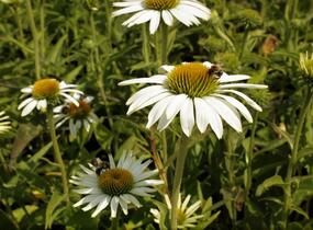 Třapatkovka nachová 'Prairie Splendor Compact White' - Echinacea purpurea 'Prairie Splendor Compact White'