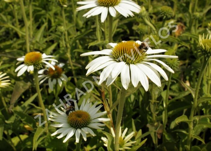 Třapatka nachová 'Prairie Splendor Compact White' - Echinacea purpurea 'Prairie Splendor Compact White'