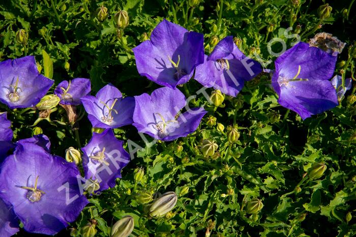 Zvonek karpatský 'Pristar Deep Blue' - Campanula carpatica 'Pristar Deep Blue'