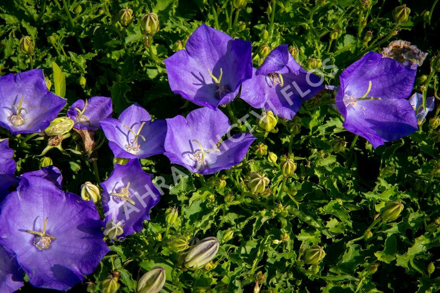 Zvonek karpatský 'Pristar Deep Blue' - Campanula carpatica 'Pristar Deep Blue'