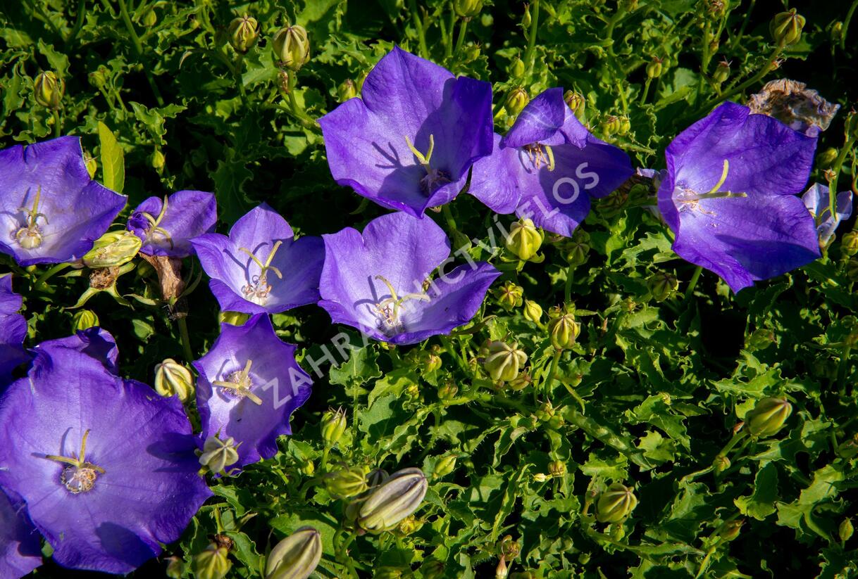 Zvonek karpatský 'Pristar Deep Blue' - Campanula carpatica 'Pristar Deep Blue'