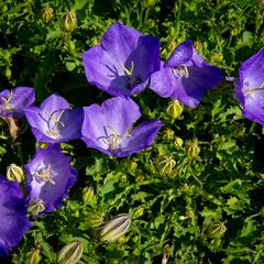 Zvonek karpatský 'Pristar Deep Blue' - Campanula carpatica 'Pristar Deep Blue'