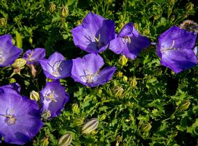Zvonek karpatský 'Pristar Deep Blue' - Campanula carpatica 'Pristar Deep Blue'