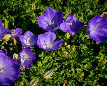 Zvonek karpatský 'Pristar Deep Blue'