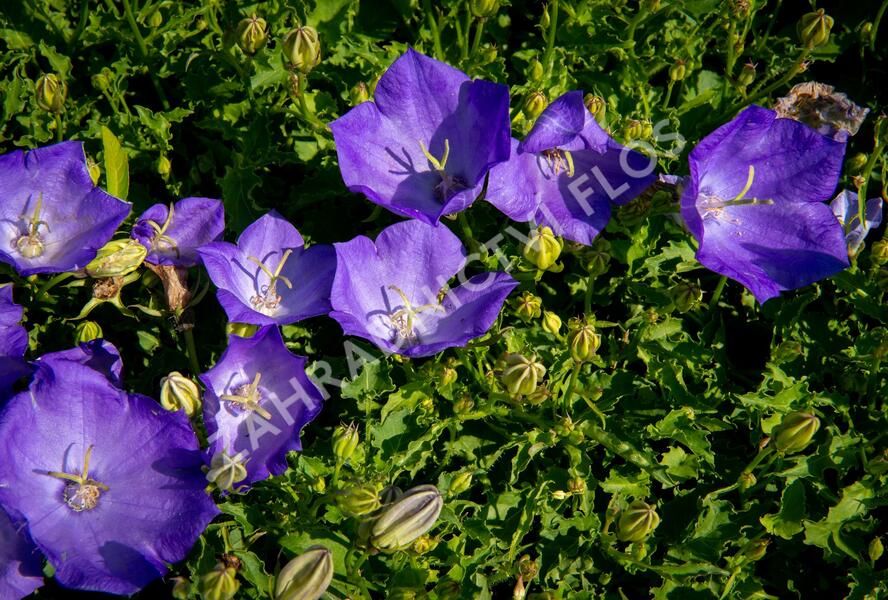 Zvonek karpatský 'Pristar Deep Blue' - Campanula carpatica 'Pristar Deep Blue'