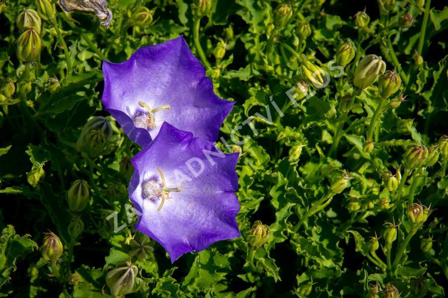 Zvonek karpatský 'Pristar Deep Blue' - Campanula carpatica 'Pristar Deep Blue'