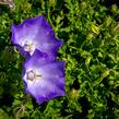 Zvonek karpatský 'Pristar Deep Blue' - Campanula carpatica 'Pristar Deep Blue'