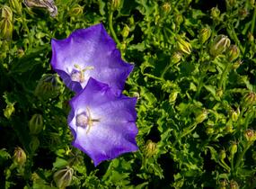 Zvonek karpatský 'Pristar Deep Blue' - Campanula carpatica 'Pristar Deep Blue'