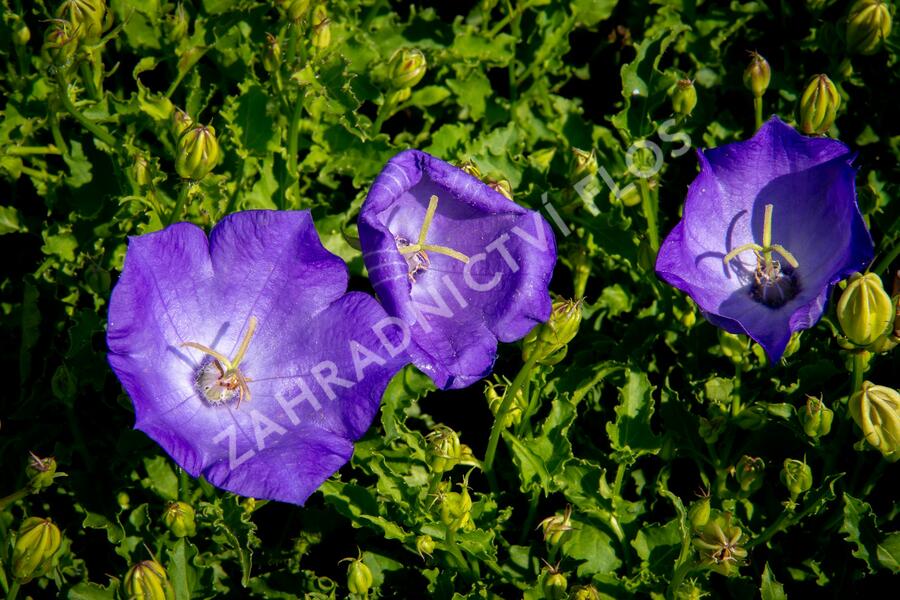 Zvonek karpatský 'Pristar Deep Blue' - Campanula carpatica 'Pristar Deep Blue'