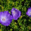 Zvonek karpatský 'Pristar Deep Blue' - Campanula carpatica 'Pristar Deep Blue'