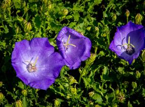 Zvonek karpatský 'Pristar Deep Blue' - Campanula carpatica 'Pristar Deep Blue'