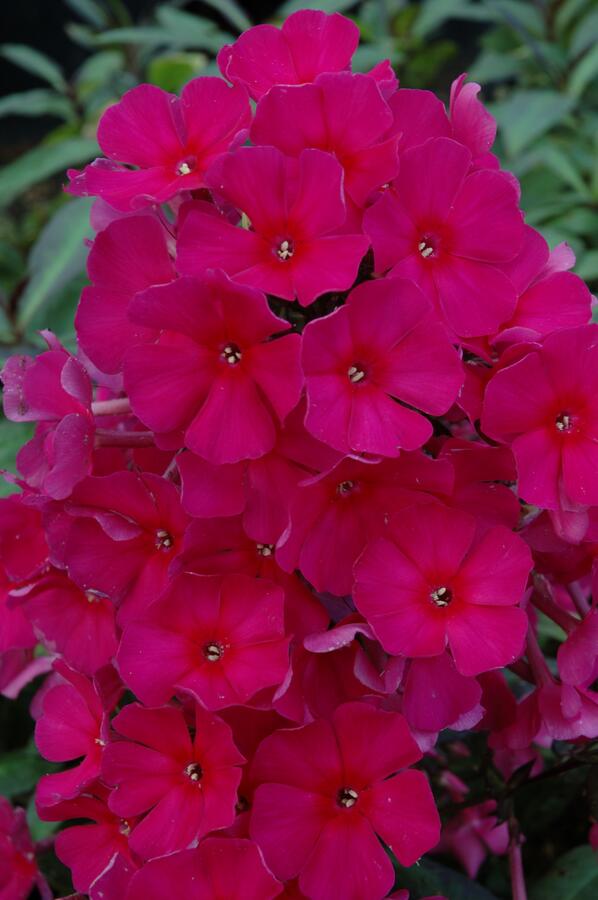 Plamenka latnatá 'Sweet Summer Red' - Phlox paniculata 'Sweet Summer Red'