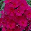 Plamenka latnatá 'Sweet Summer Red' - Phlox paniculata 'Sweet Summer Red'