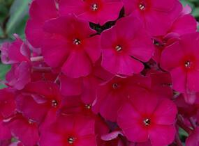 Plamenka latnatá 'Sweet Summer Red' - Phlox paniculata 'Sweet Summer Red'