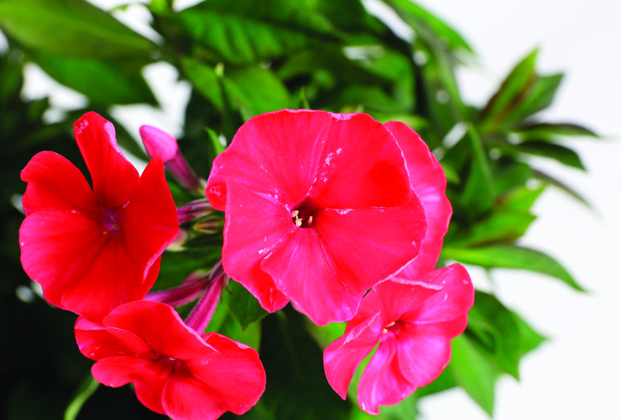 Plamenka latnatá 'Sweet Summer Red' - Phlox paniculata 'Sweet Summer Red'