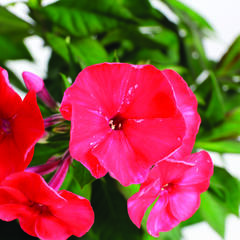 Plamenka latnatá 'Sweet Summer Red' - Phlox paniculata 'Sweet Summer Red'