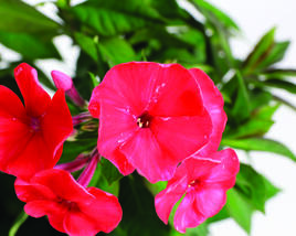Plamenka latnatá 'Sweet Summer Red'