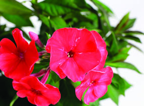 Plamenka latnatá 'Sweet Summer Red' - Phlox paniculata 'Sweet Summer Red'