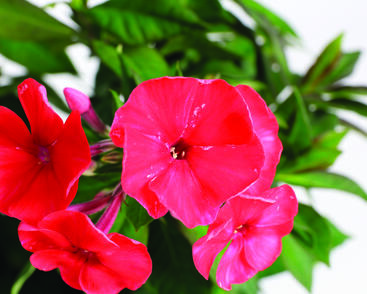 Plamenka latnatá 'Sweet Summer Red'