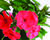 Plamenka latnatá 'Sweet Summer Red'