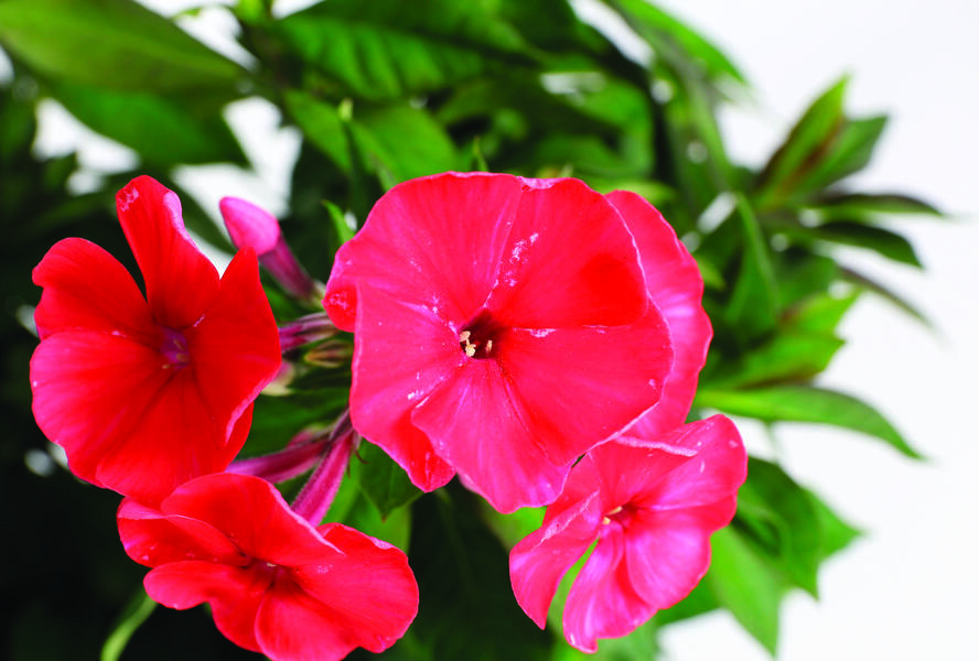 Plamenka latnatá 'Sweet Summer Red' - Phlox paniculata 'Sweet Summer Red'