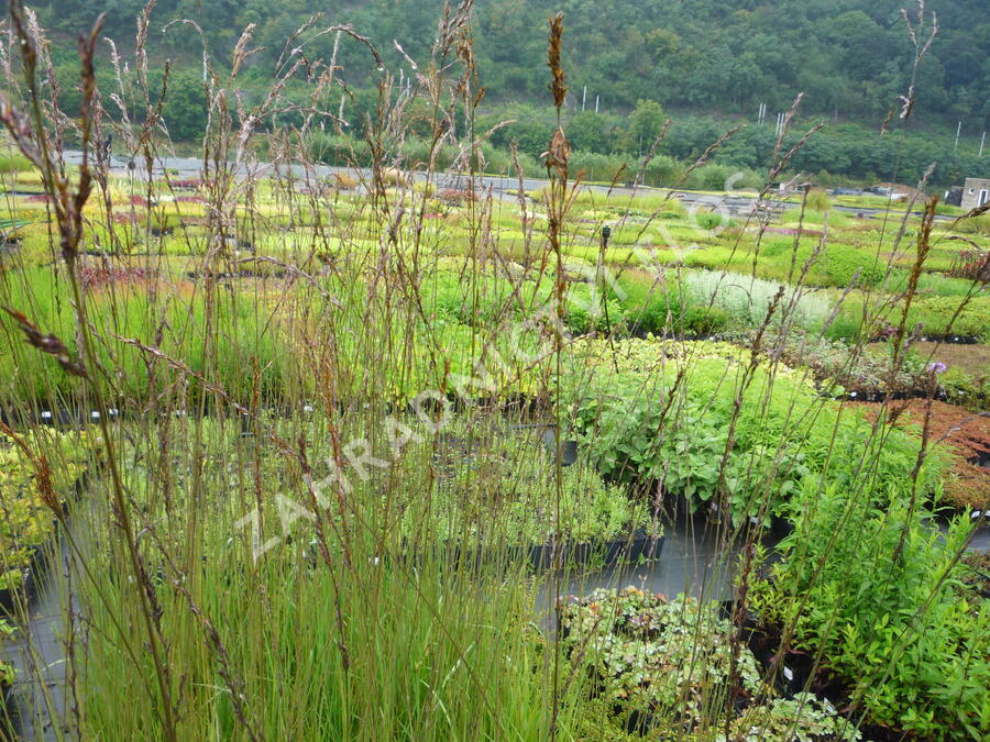 Bezkolenec modrý 'Dauerstrahl' - Molinia caerulea 'Dauerstrahl'