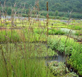 Bezkolenec modrý 'Dauerstrahl' - Molinia caerulea 'Dauerstrahl'