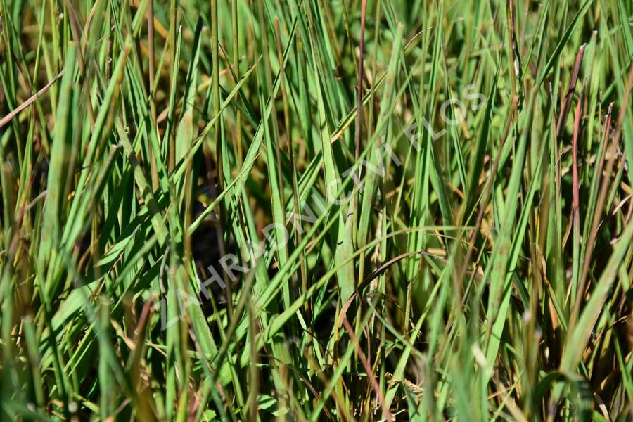 Bezkolenec modrý 'Edith Dudszus' - Molinia caerulea 'Edith Dudszus'