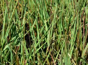 Bezkolenec modrý 'Edith Dudszus' - Molinia caerulea 'Edith Dudszus'