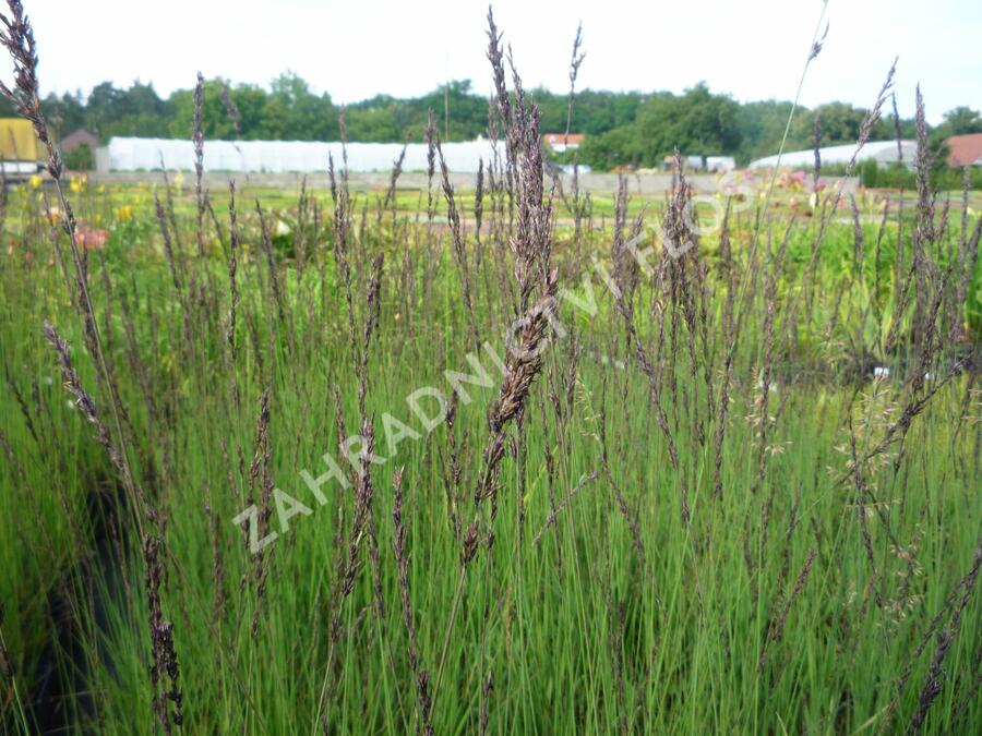Bezkolenec modrý 'Edith Dudszus' - Molinia caerulea 'Edith Dudszus'