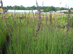 Bezkolenec modrý 'Edith Dudszus' - Molinia caerulea 'Edith Dudszus'