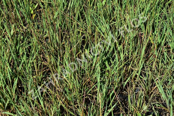 Bezkolenec modrý 'Edith Dudszus' - Molinia caerulea 'Edith Dudszus'