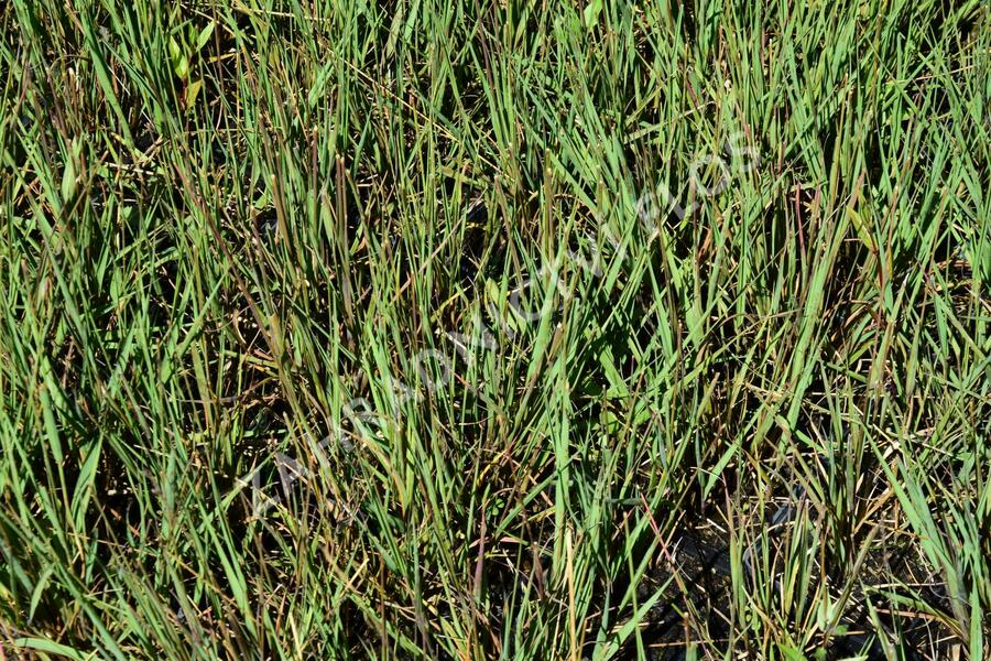 Bezkolenec modrý 'Edith Dudszus' - Molinia caerulea 'Edith Dudszus'