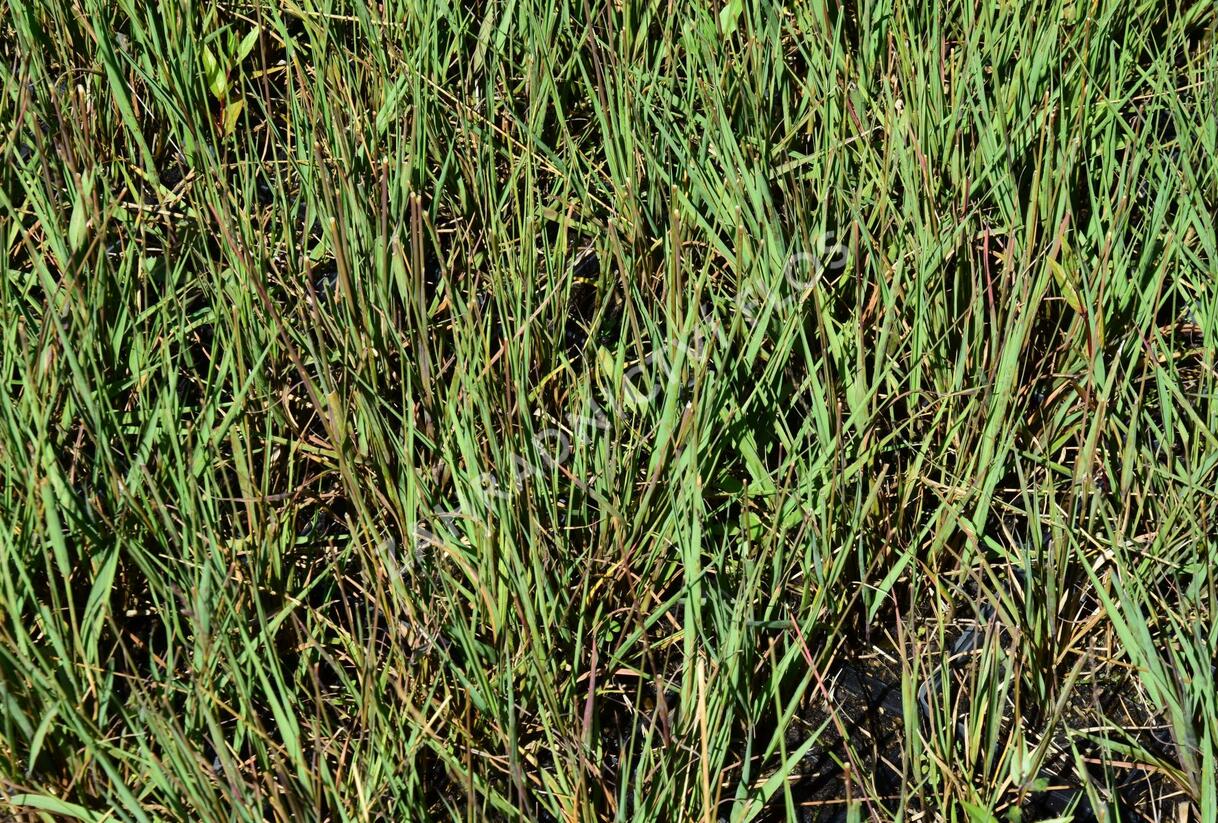 Bezkolenec modrý 'Edith Dudszus' - Molinia caerulea 'Edith Dudszus'
