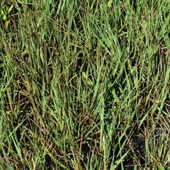 Bezkolenec modrý 'Edith Dudszus' - Molinia caerulea 'Edith Dudszus'