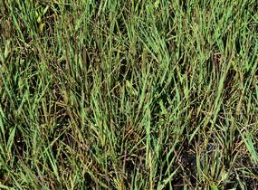 Bezkolenec modrý 'Edith Dudszus' - Molinia caerulea 'Edith Dudszus'