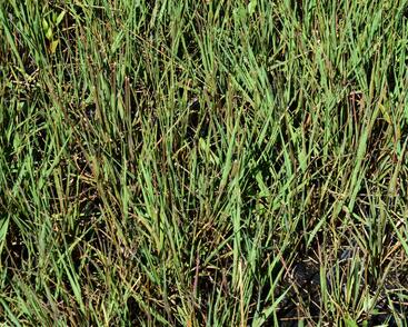 Bezkolenec modrý 'Edith Dudszus'