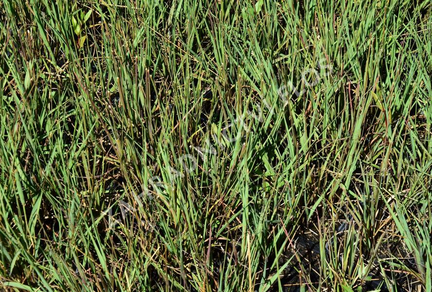 Bezkolenec modrý 'Edith Dudszus' - Molinia caerulea 'Edith Dudszus'