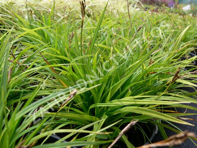 Ostřice prstnatá - Carex digitata