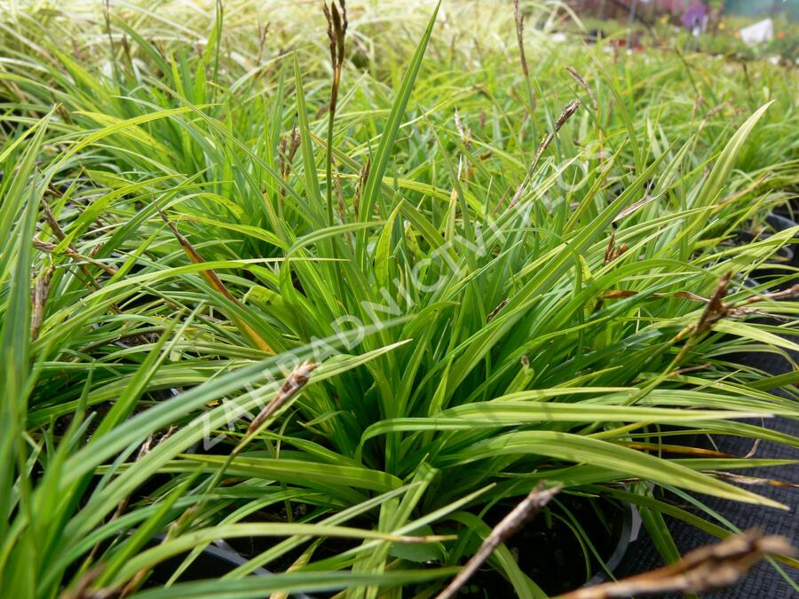 Ostřice prstnatá - Carex digitata