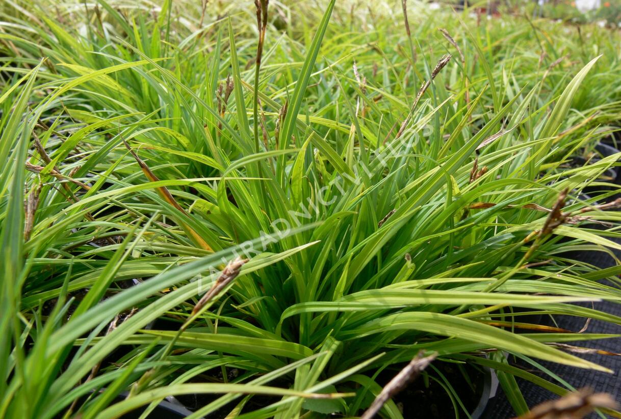 Ostřice prstnatá - Carex digitata