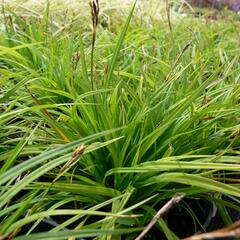 Ostřice prstnatá - Carex digitata