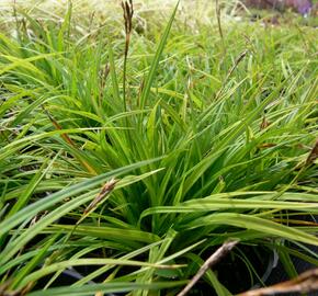 Ostřice prstnatá - Carex digitata