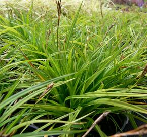 Ostřice prstnatá - Carex digitata