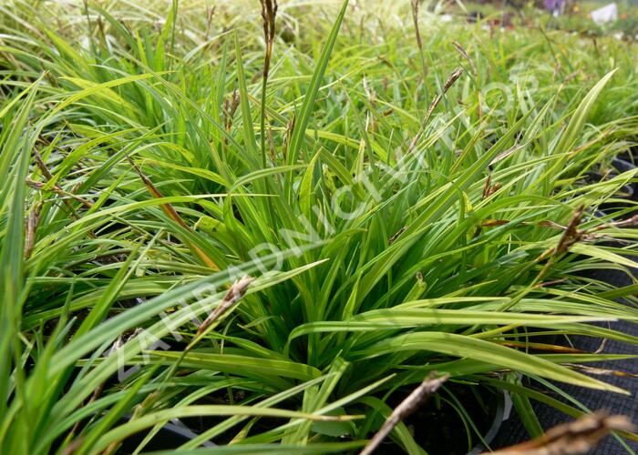 Ostřice prstnatá - Carex digitata