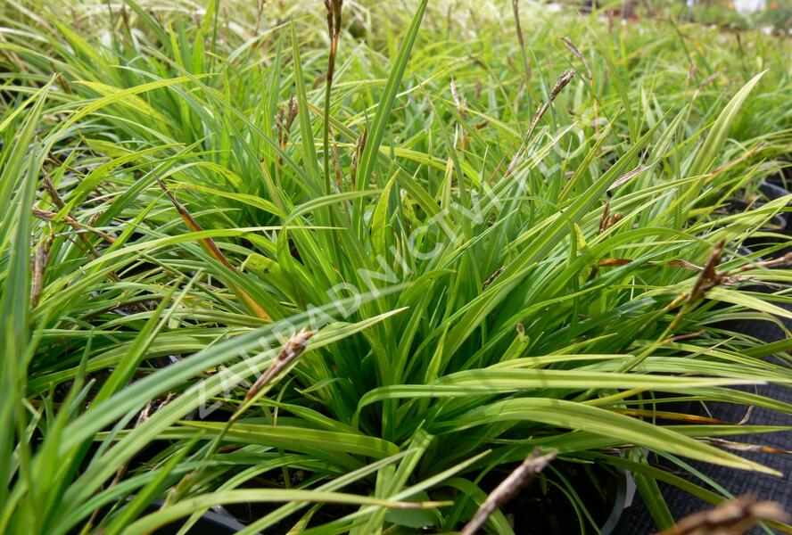 Ostřice prstnatá - Carex digitata