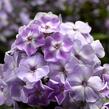 Plamenka latnatá 'Sweet Summer Compact Lilac With Eye' - Phlox paniculata 'Sweet Summer Compact Lilac With Eye'